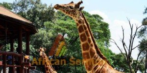 giraffe-center-in-nairobi - What to do in Nairobi for one day trips